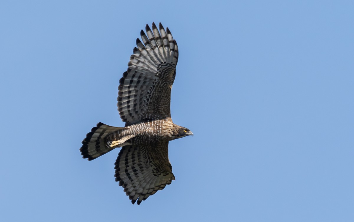 Mountain Hawk-Eagle - ML650366887