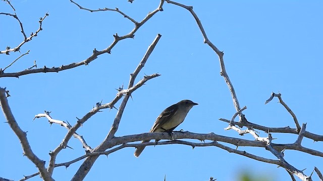 Caribbean Elaenia - ML650367066