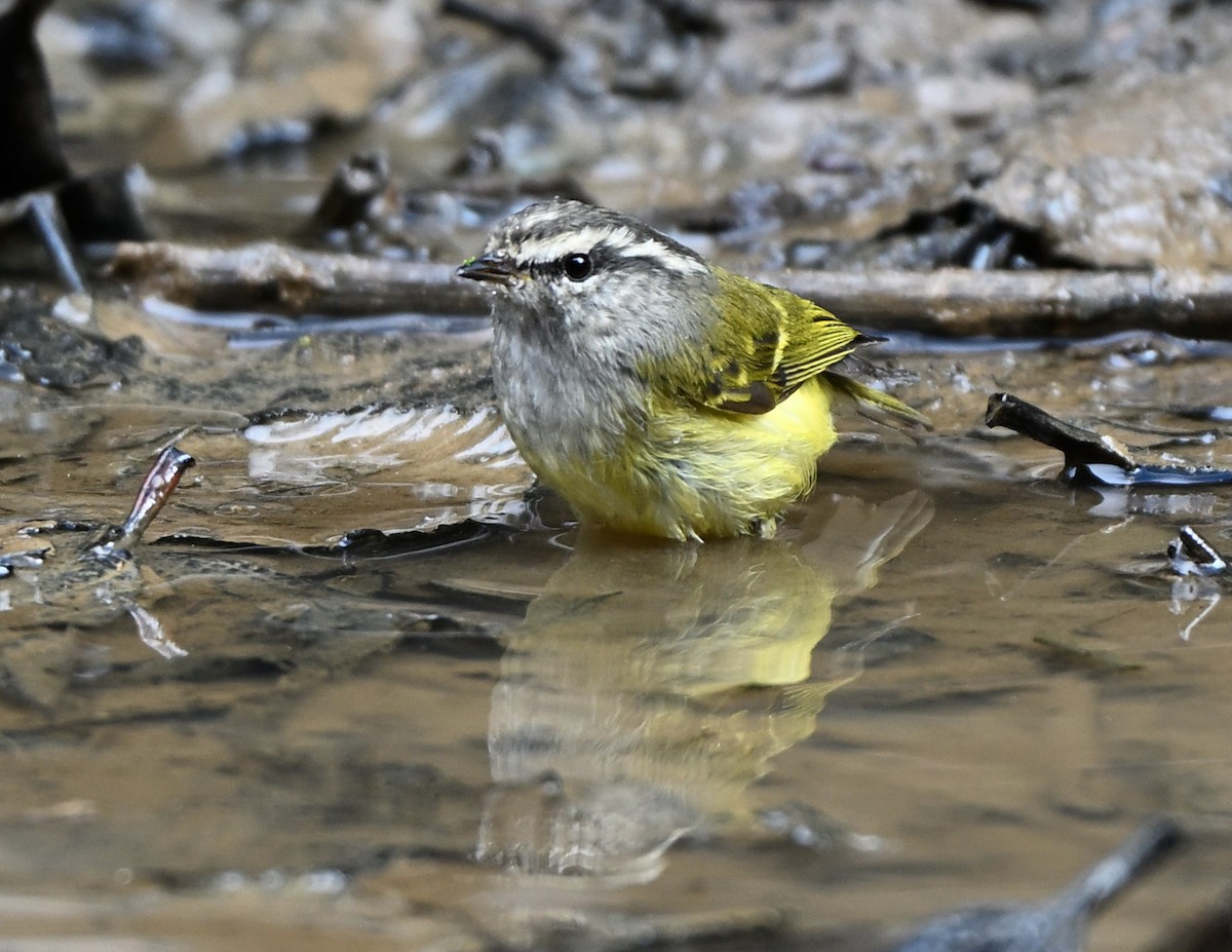 Ashy-throated Warbler - ML650367298