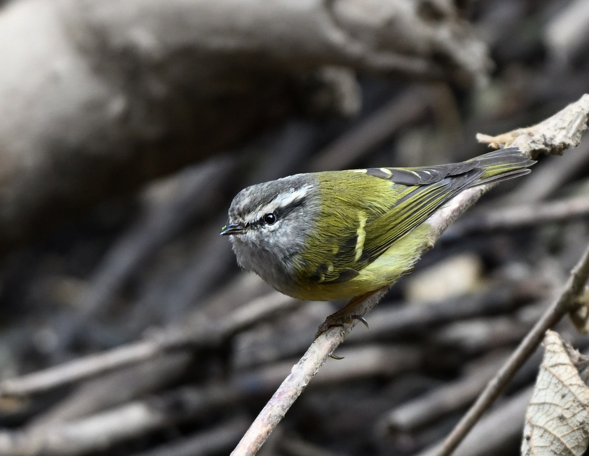 Ashy-throated Warbler - ML650367299