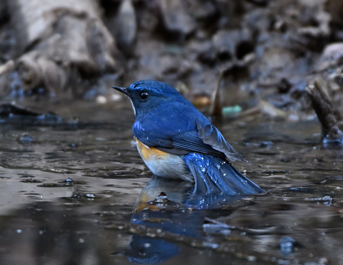 Himalayan Bluetail - ML650367312