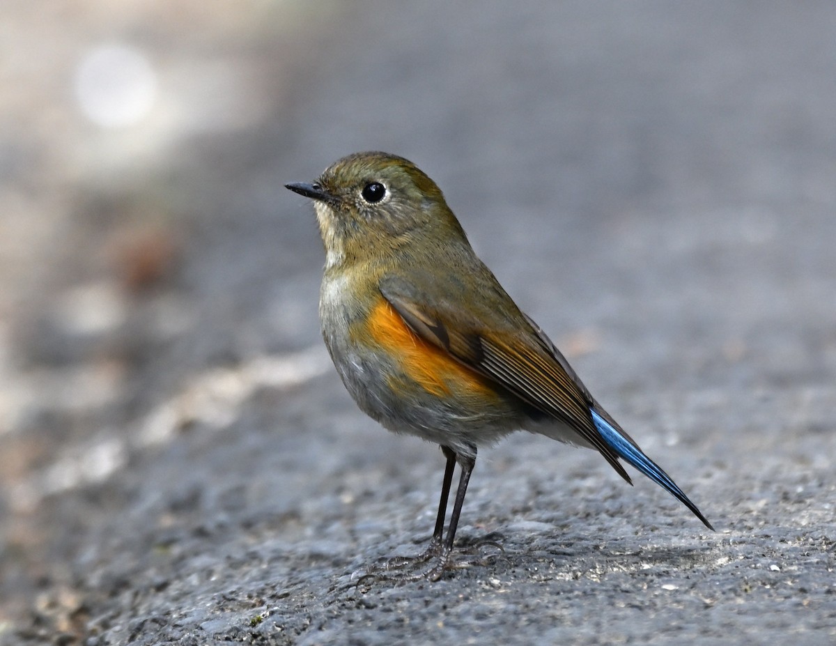 Himalayan Bluetail - ML650367313