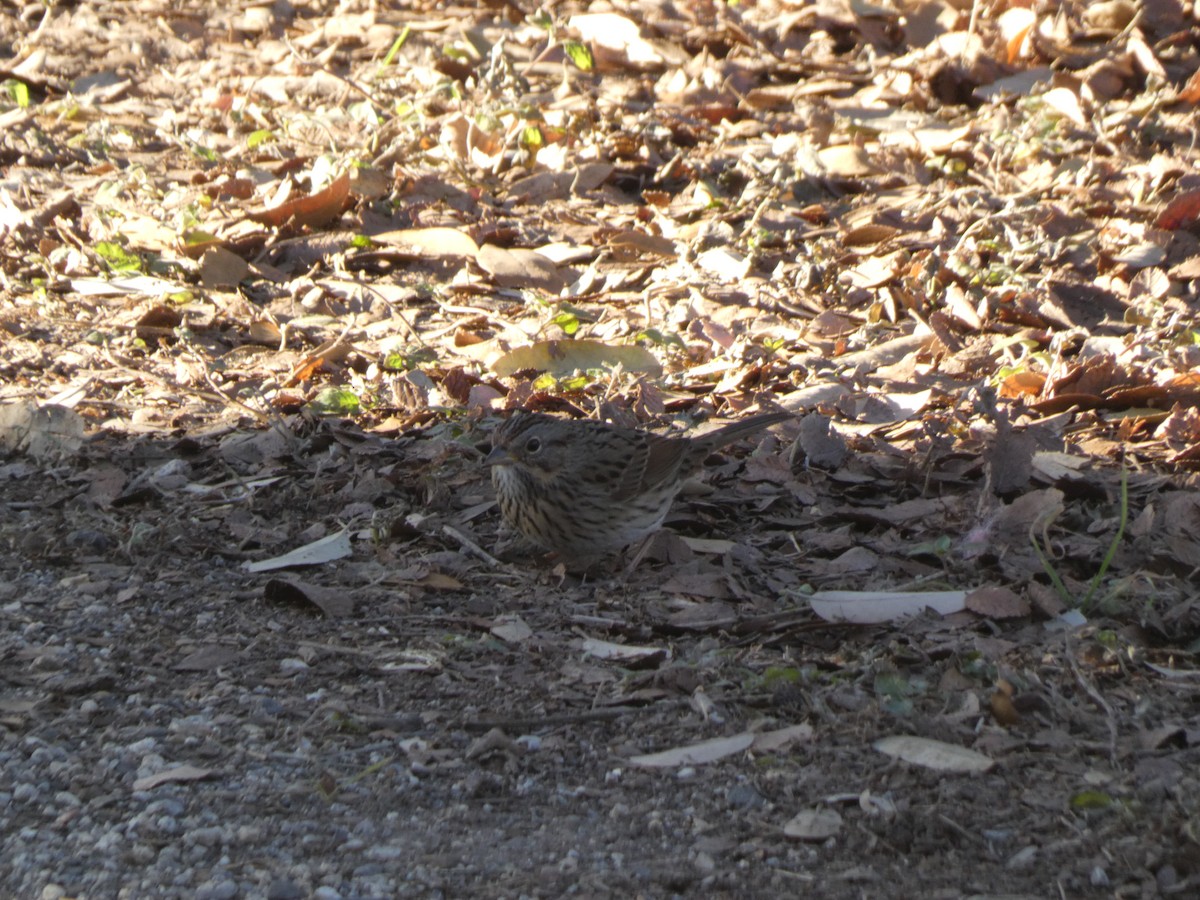 Еловая овсянка - ML650367319