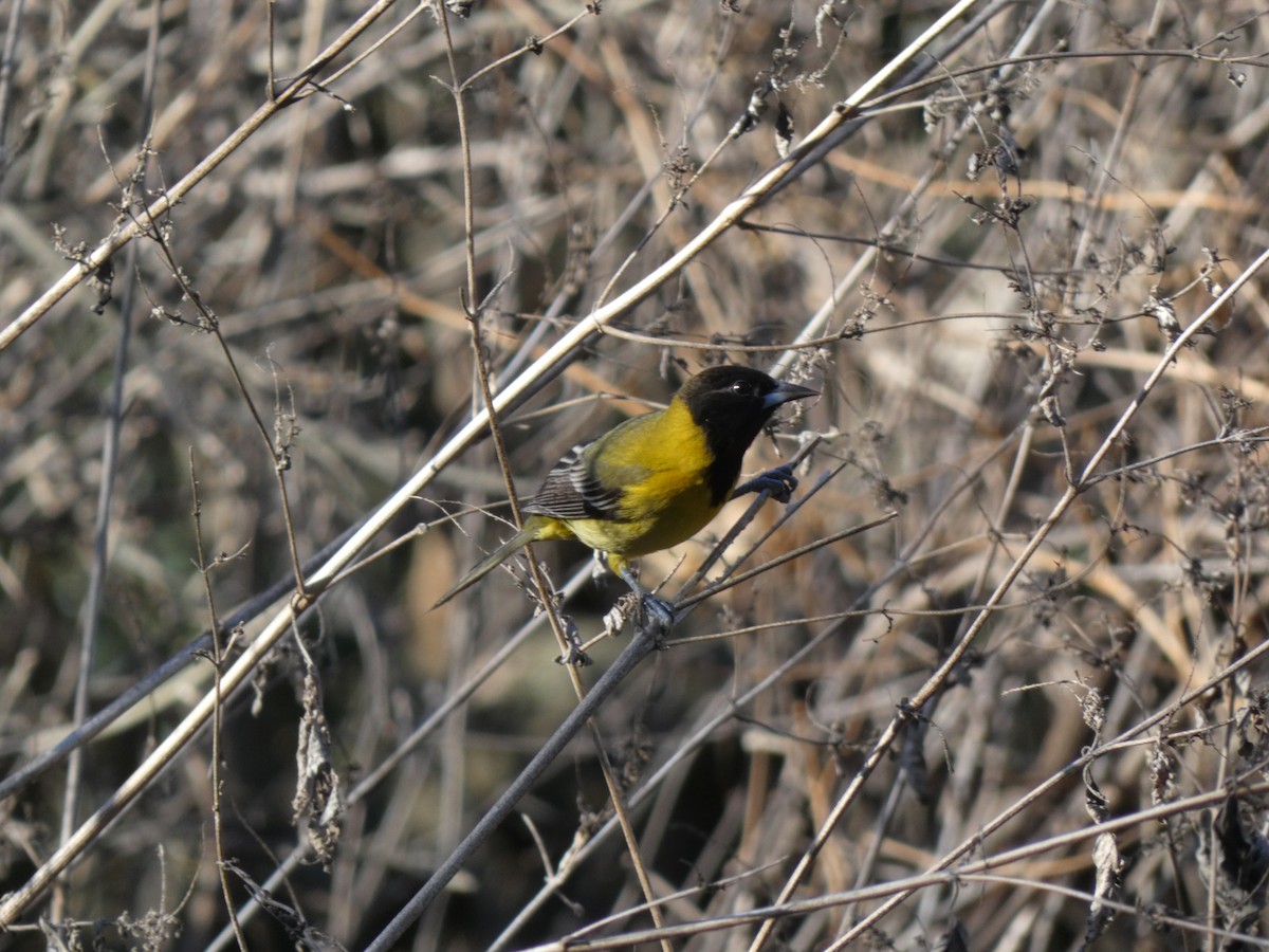 Черноголовый трупиал - ML650367325