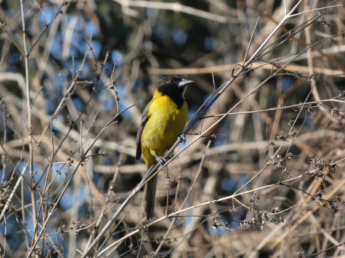 Черноголовый трупиал - ML650367331