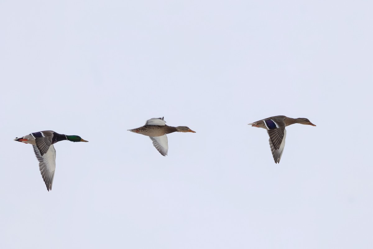 Mallard - ML650367363