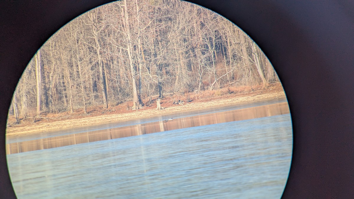 Grand Harle - ML650367479