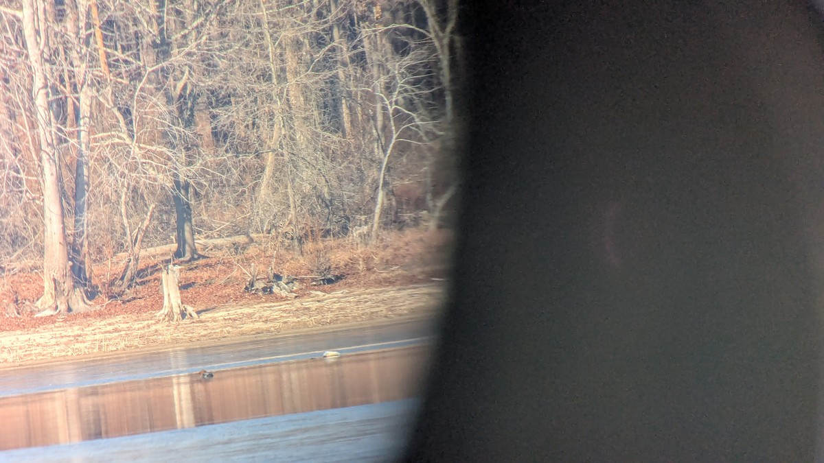 Grand Harle - ML650367480