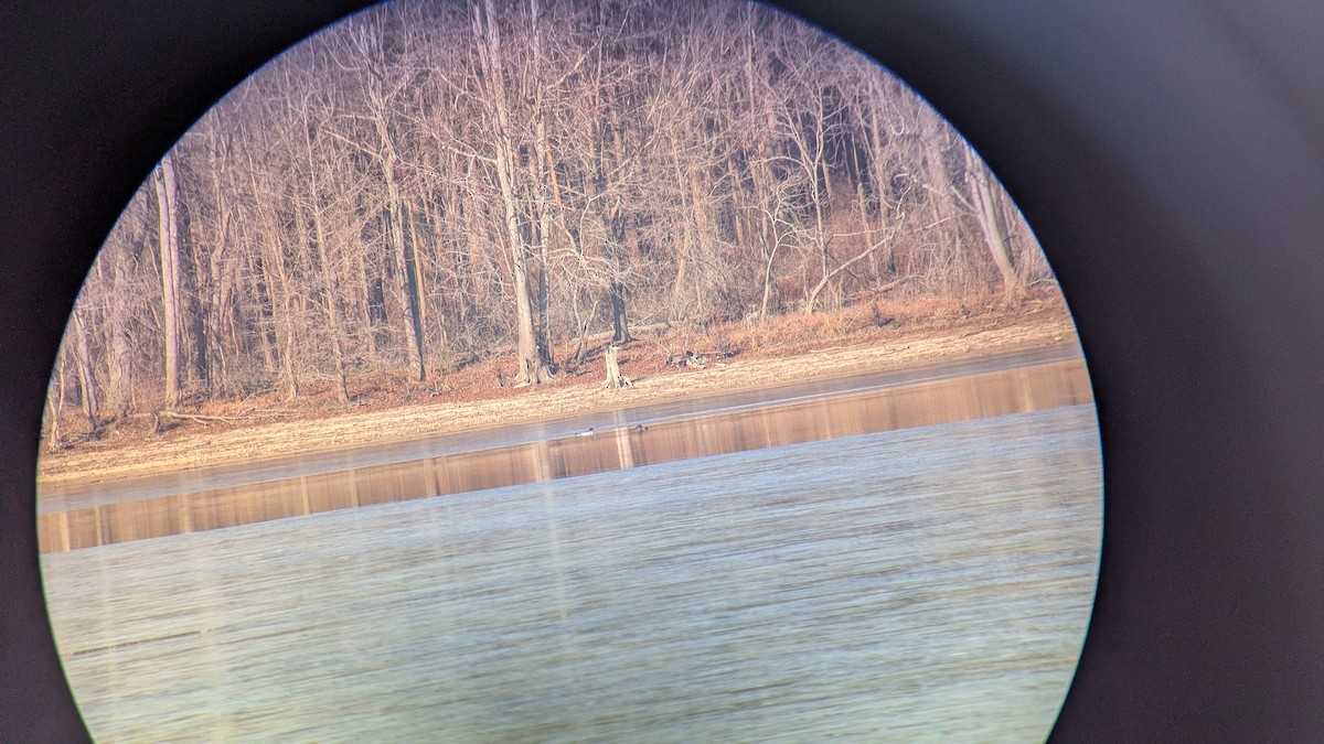 Grand Harle - ML650367481