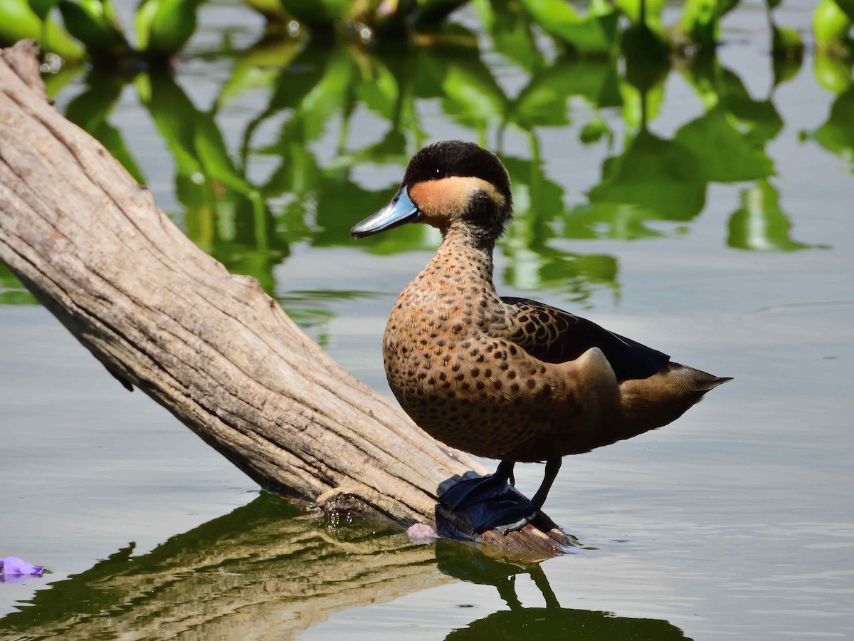 Blue-billed Teal - ML650367505