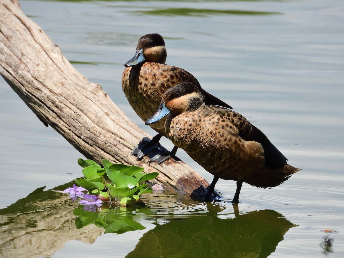 Blue-billed Teal - ML650367506