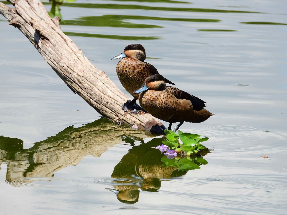 Blue-billed Teal - ML650367509