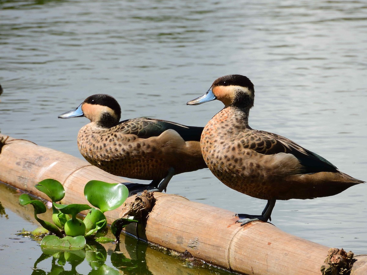 Blue-billed Teal - ML650367510