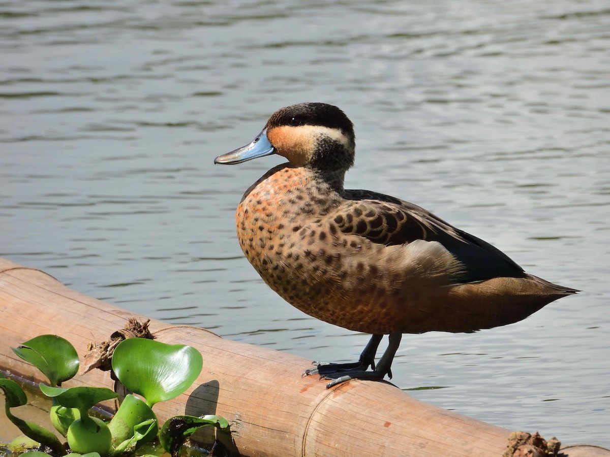 Blue-billed Teal - ML650367522