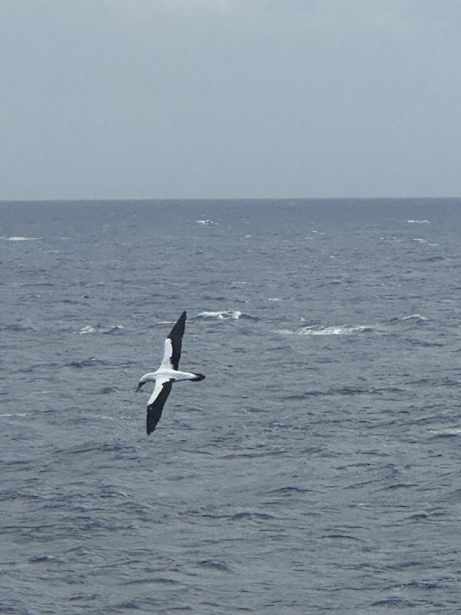 Maskentölpel - ML650367525