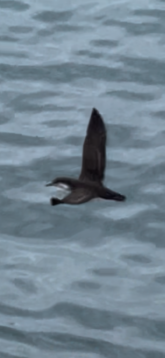 Galapagos Shearwater - ML650367671