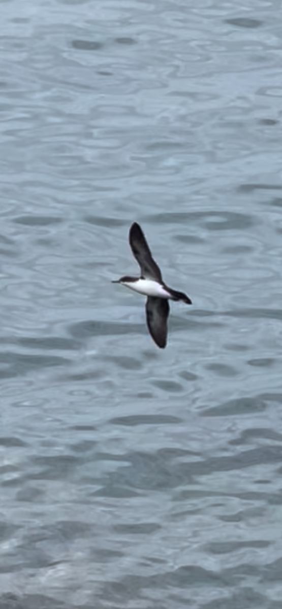 Galapagos Shearwater - ML650367672