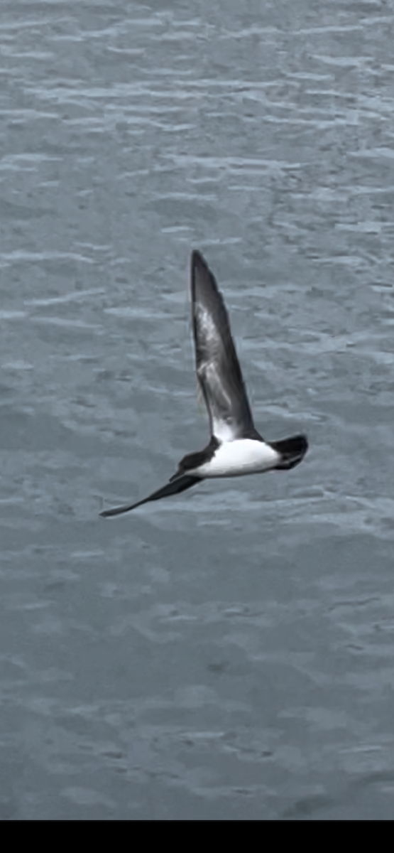 Galapagos Shearwater - ML650367675