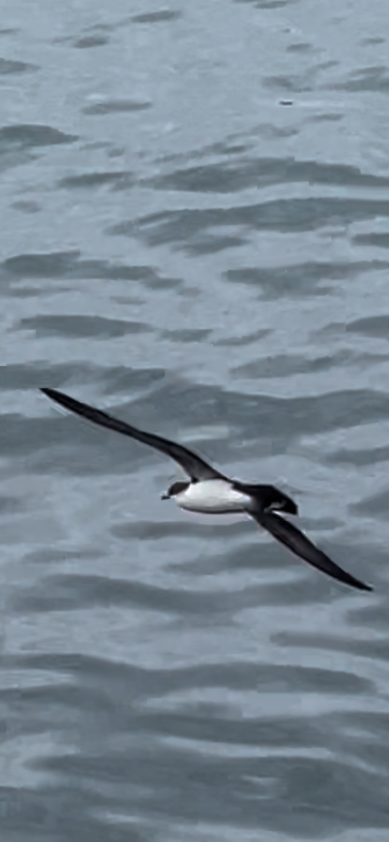 Galapagos Shearwater - ML650367676