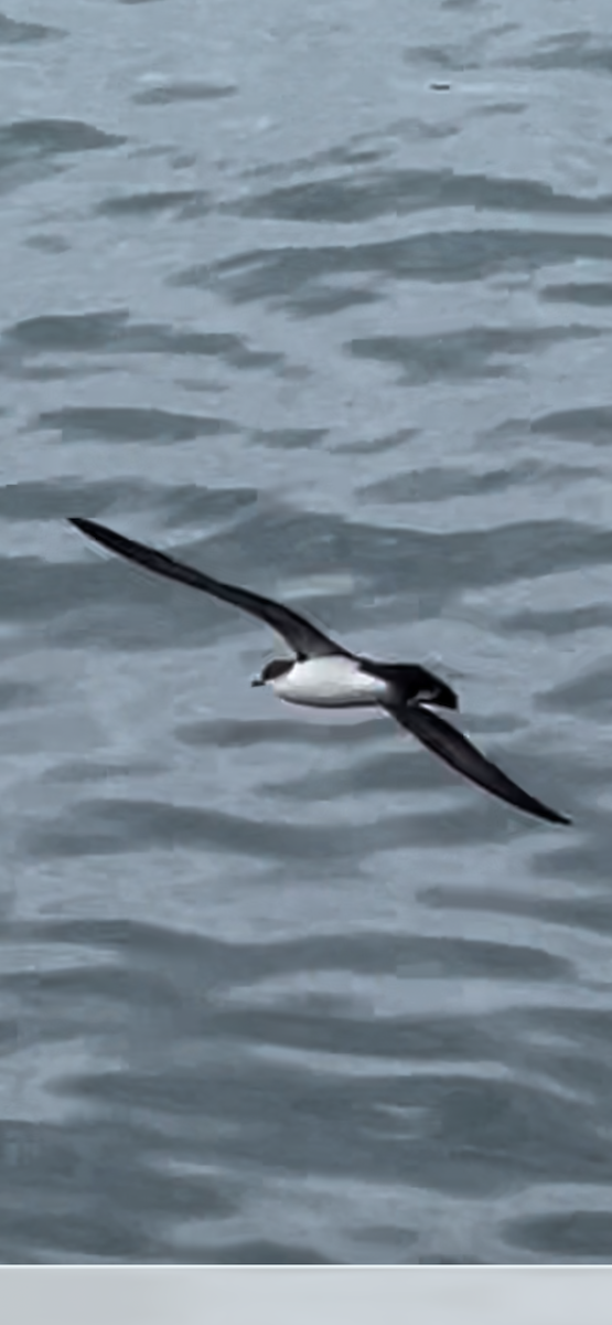 Galapagos Shearwater - ML650367677