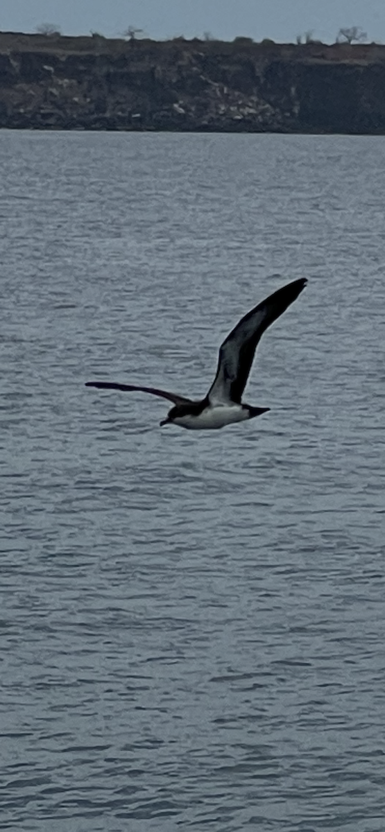 Galapagos Shearwater - ML650367678