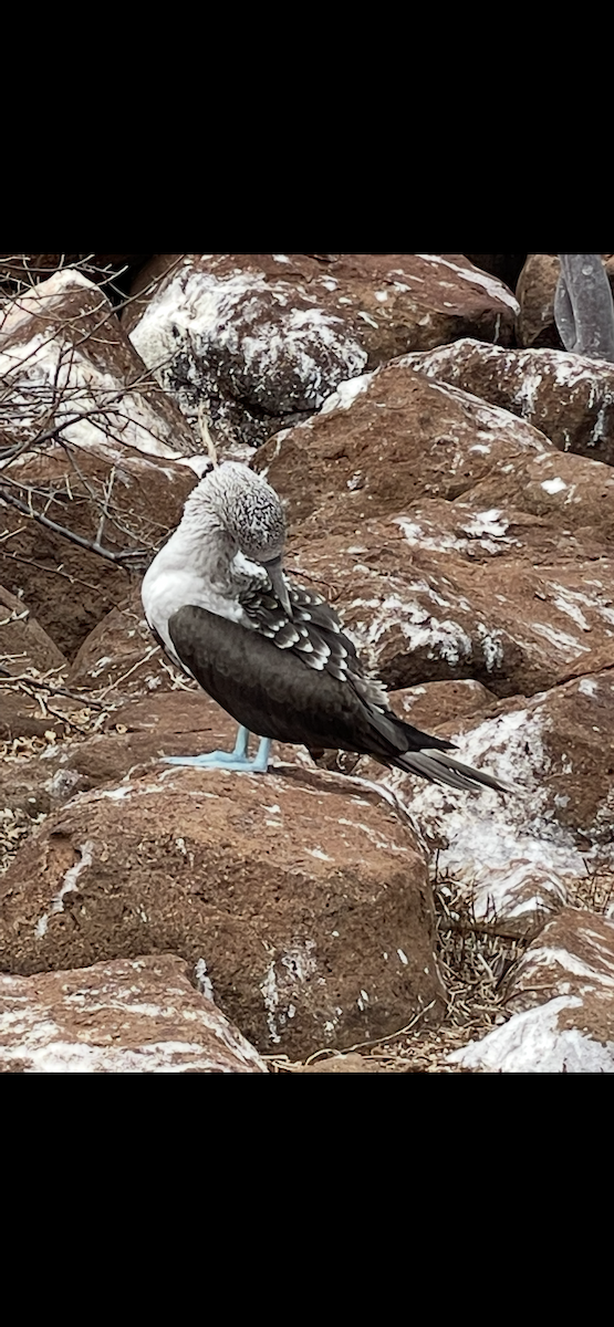 Blue-footed Booby - ML650367700
