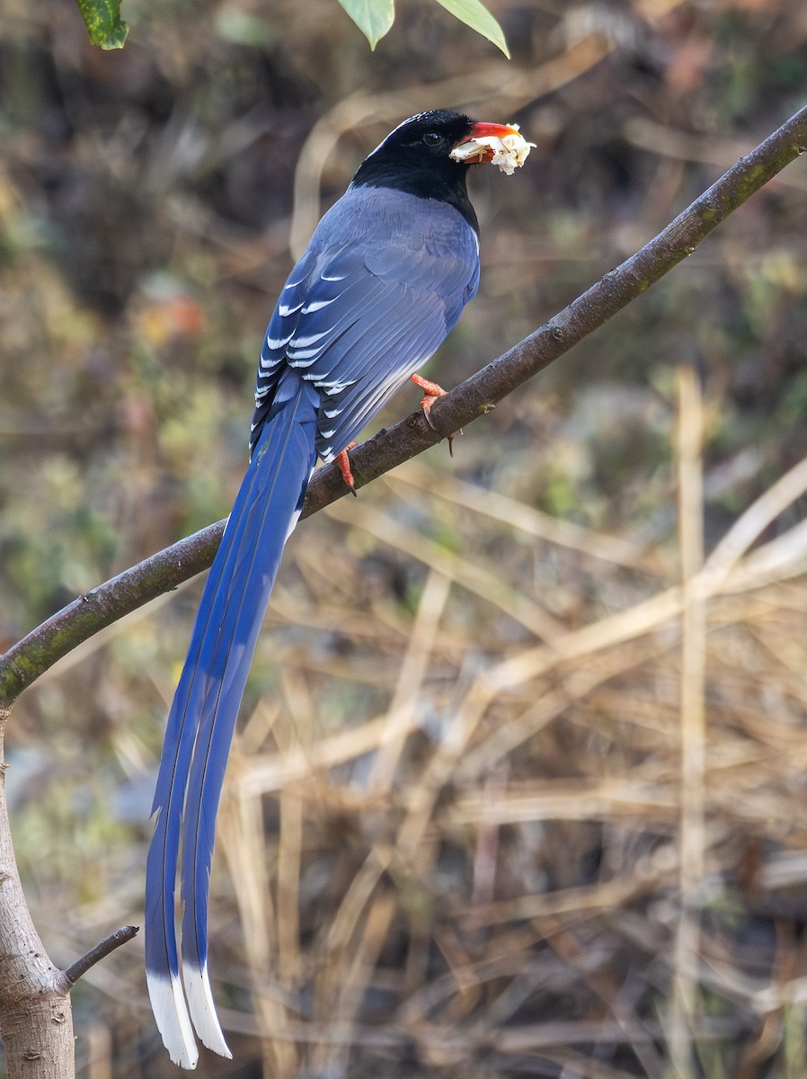 Red-billed Blue-Magpie - ML650367758