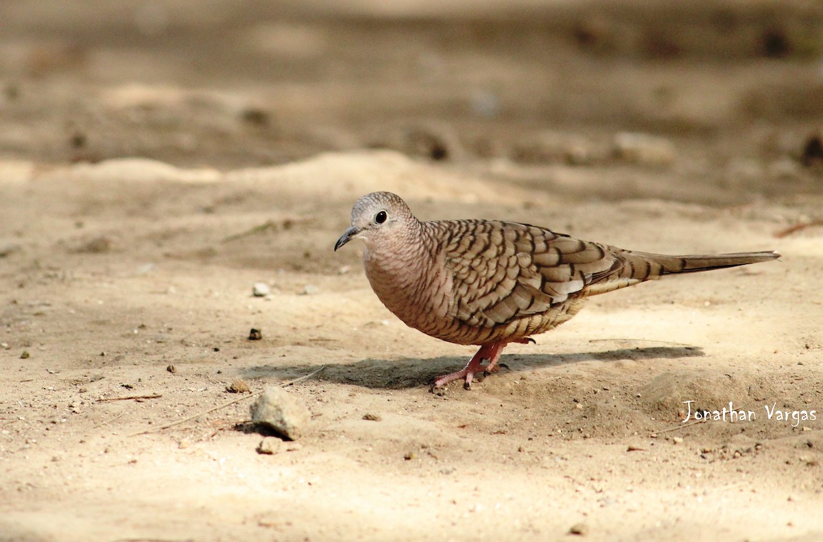 Inca Dove - Jonathan Vargas