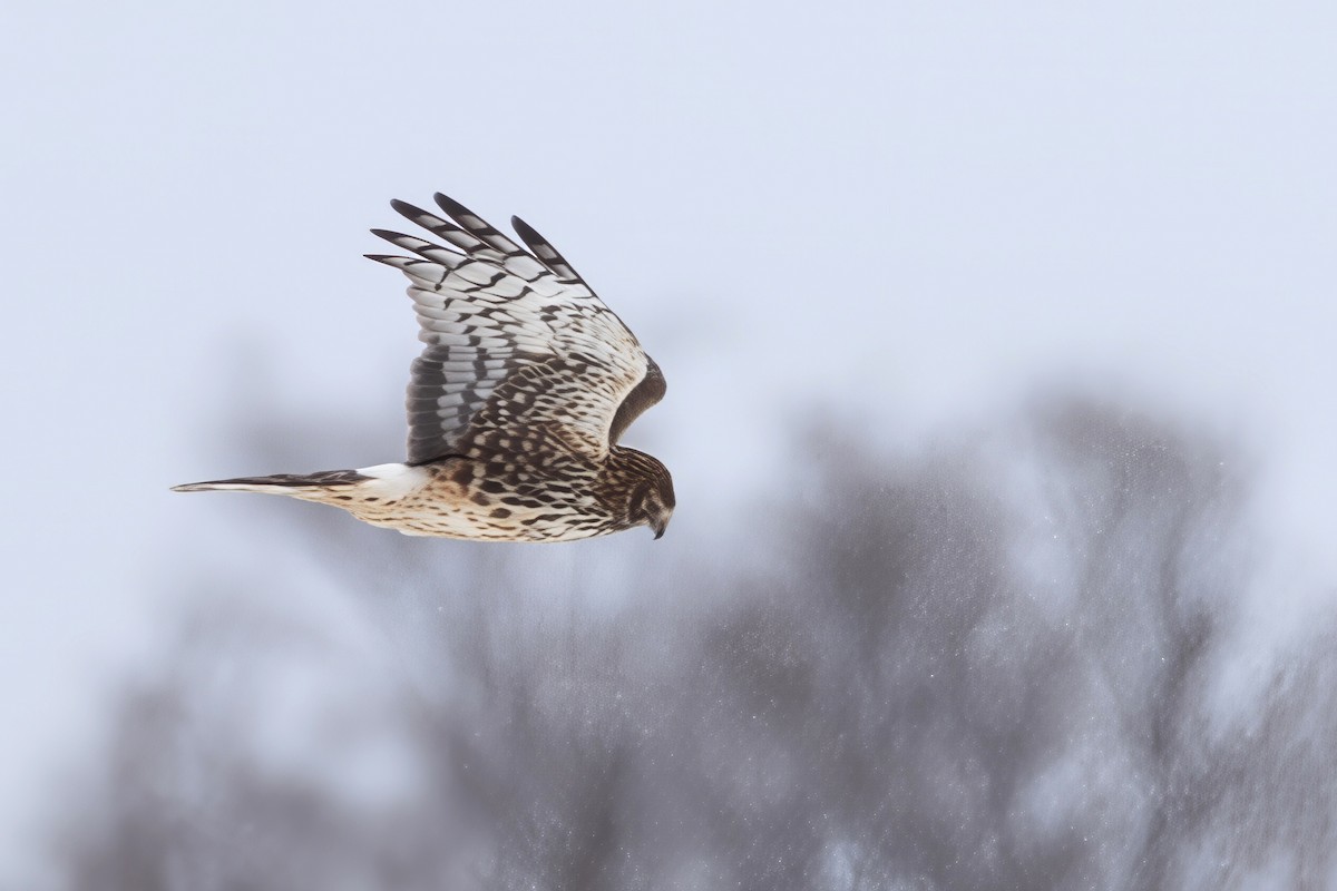 Northern Harrier - ML650367829