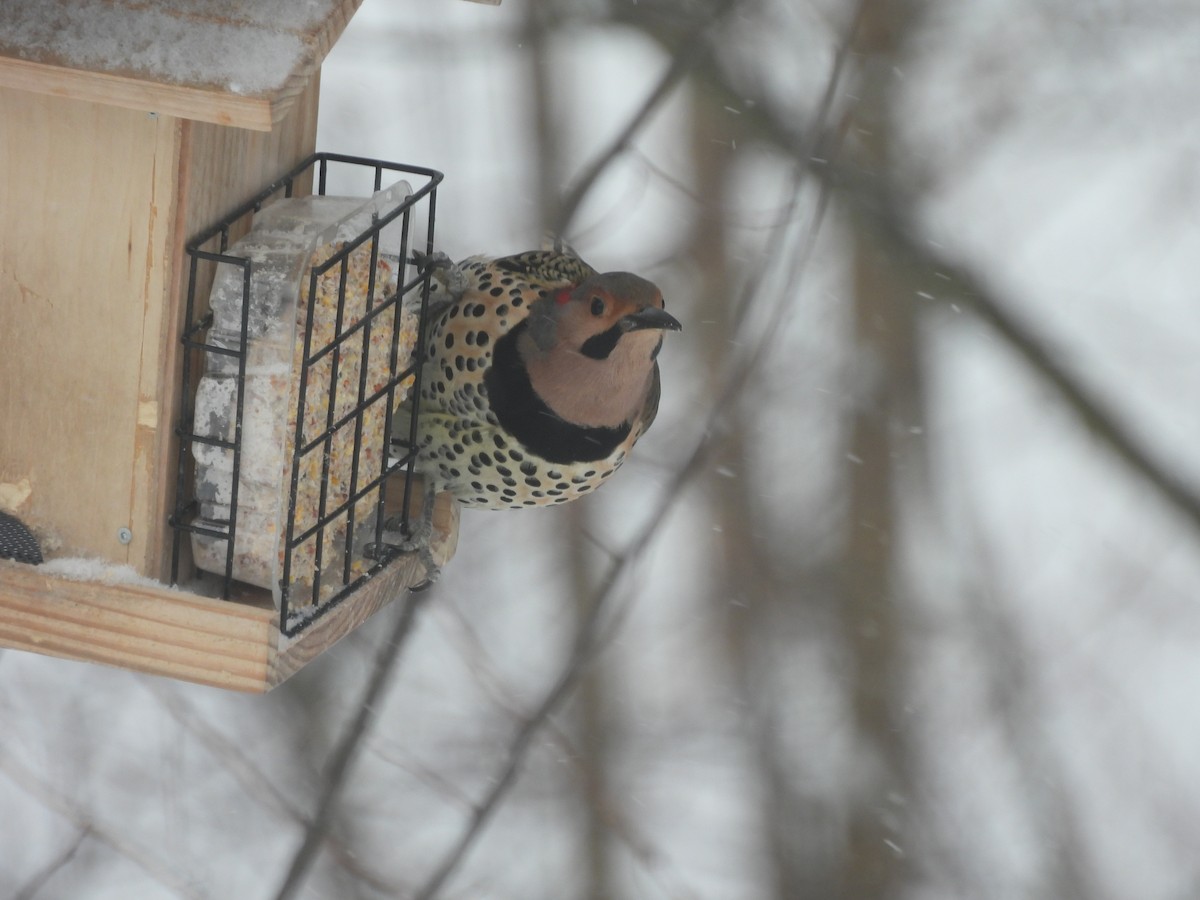 Northern Flicker - ML650367876