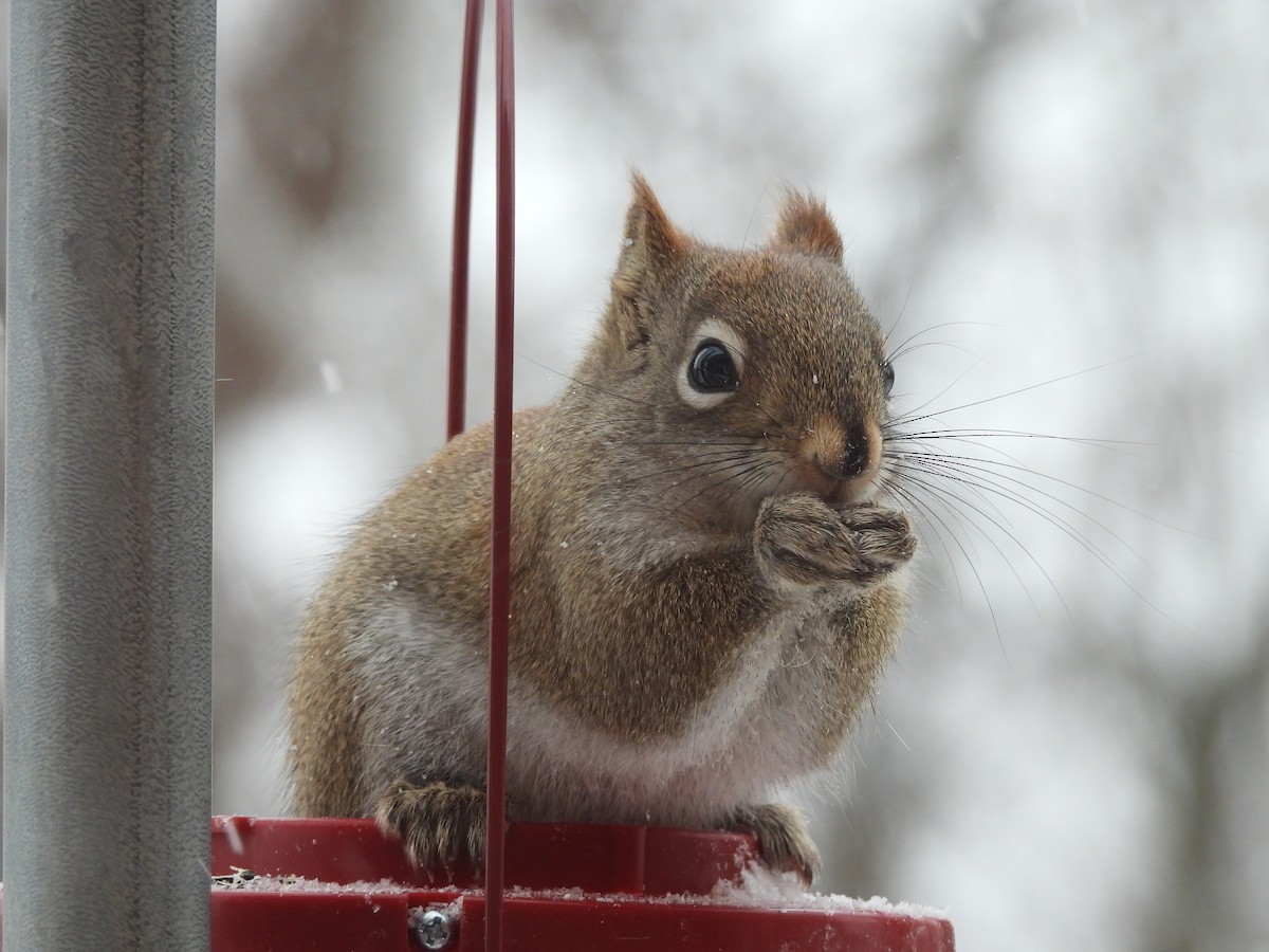 American Red Squirrel - ML650367879