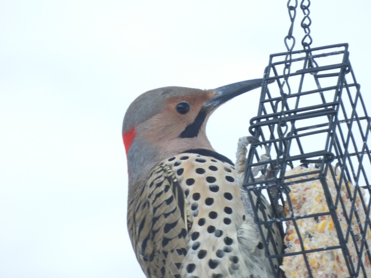 Northern Flicker - ML650367897