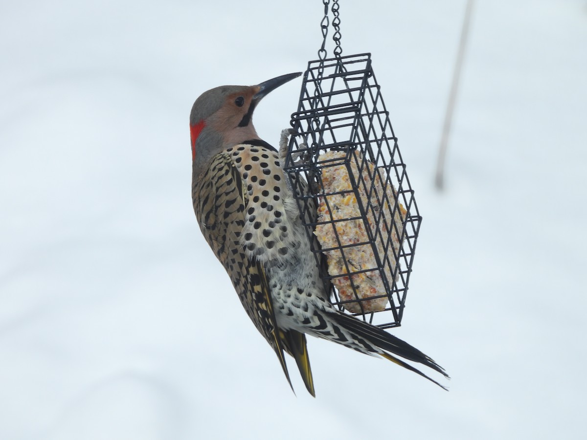 Northern Flicker - ML650367901