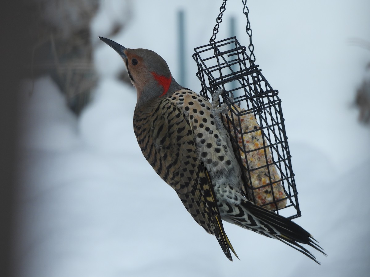 Northern Flicker - ML650367906
