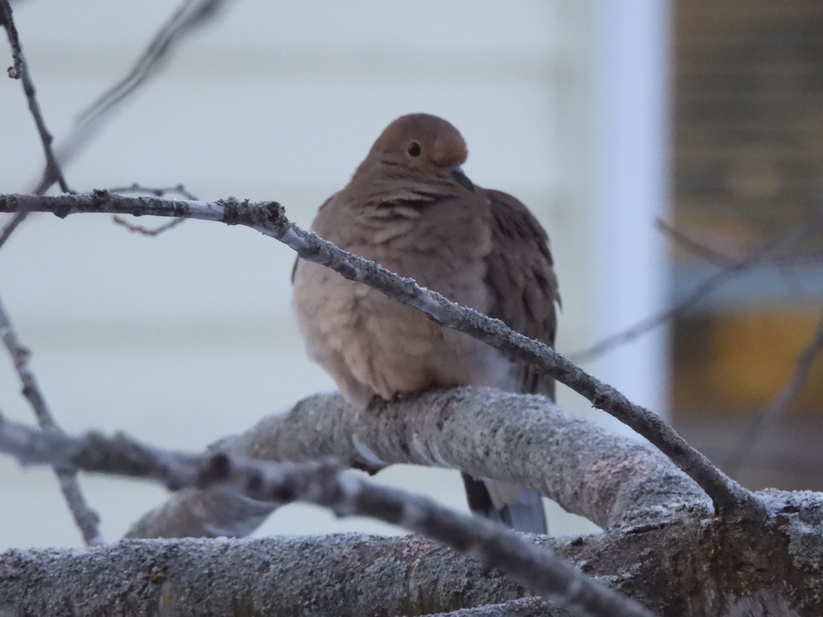 Mourning Dove - ML650367915