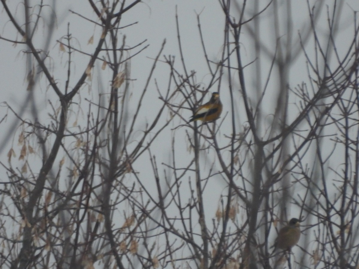 Evening Grosbeak - ML650367925