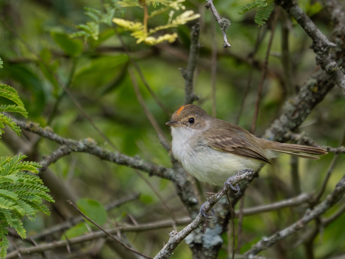 Fulvous-crowned Scrub-Tyrant - ML650367933