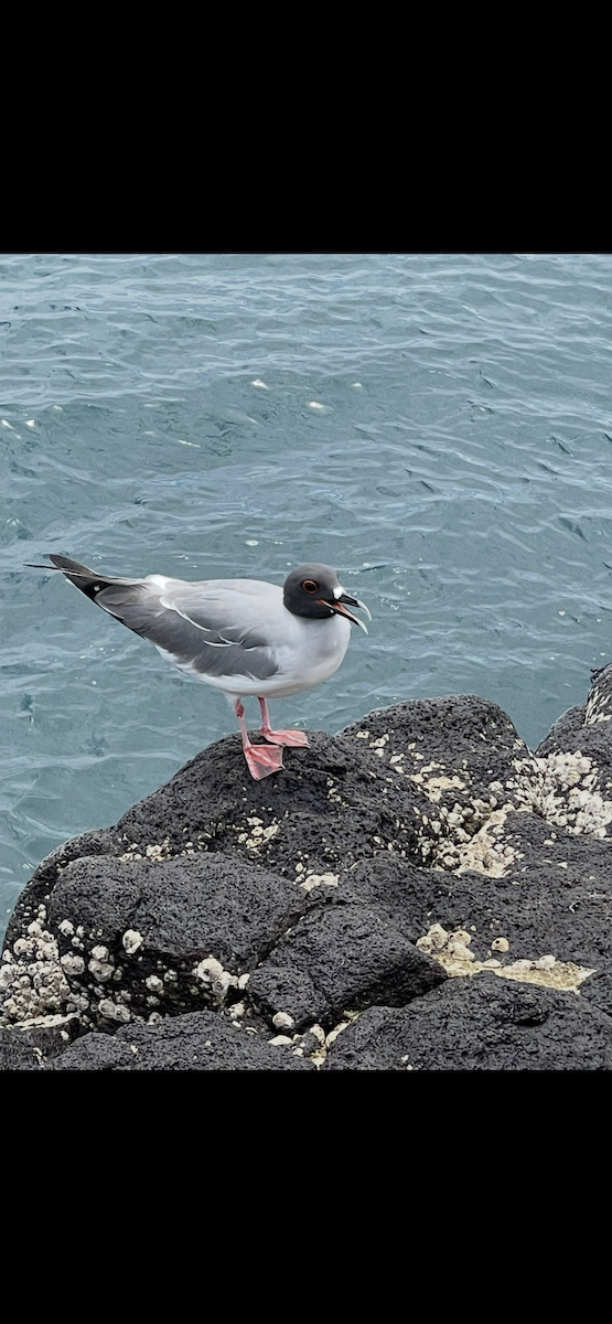 Swallow-tailed Gull - ML650367964