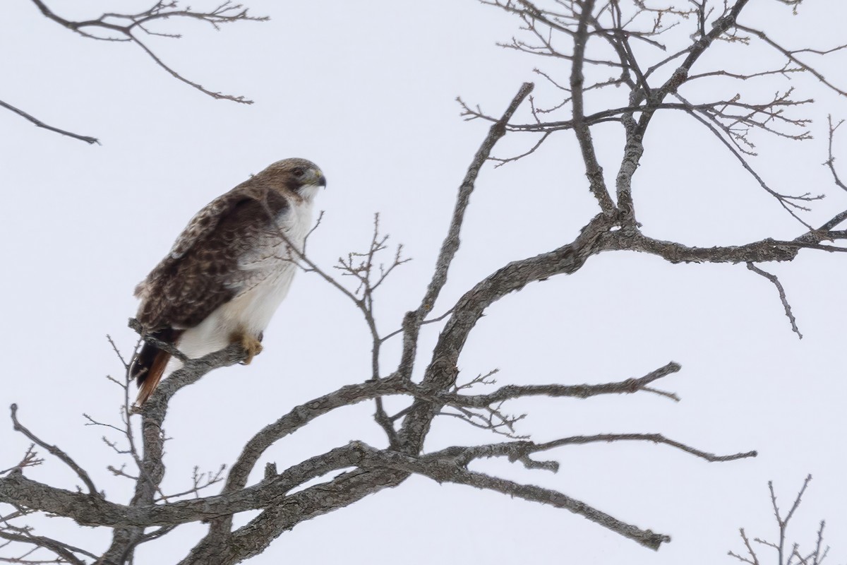 Red-tailed Hawk - ML650368048