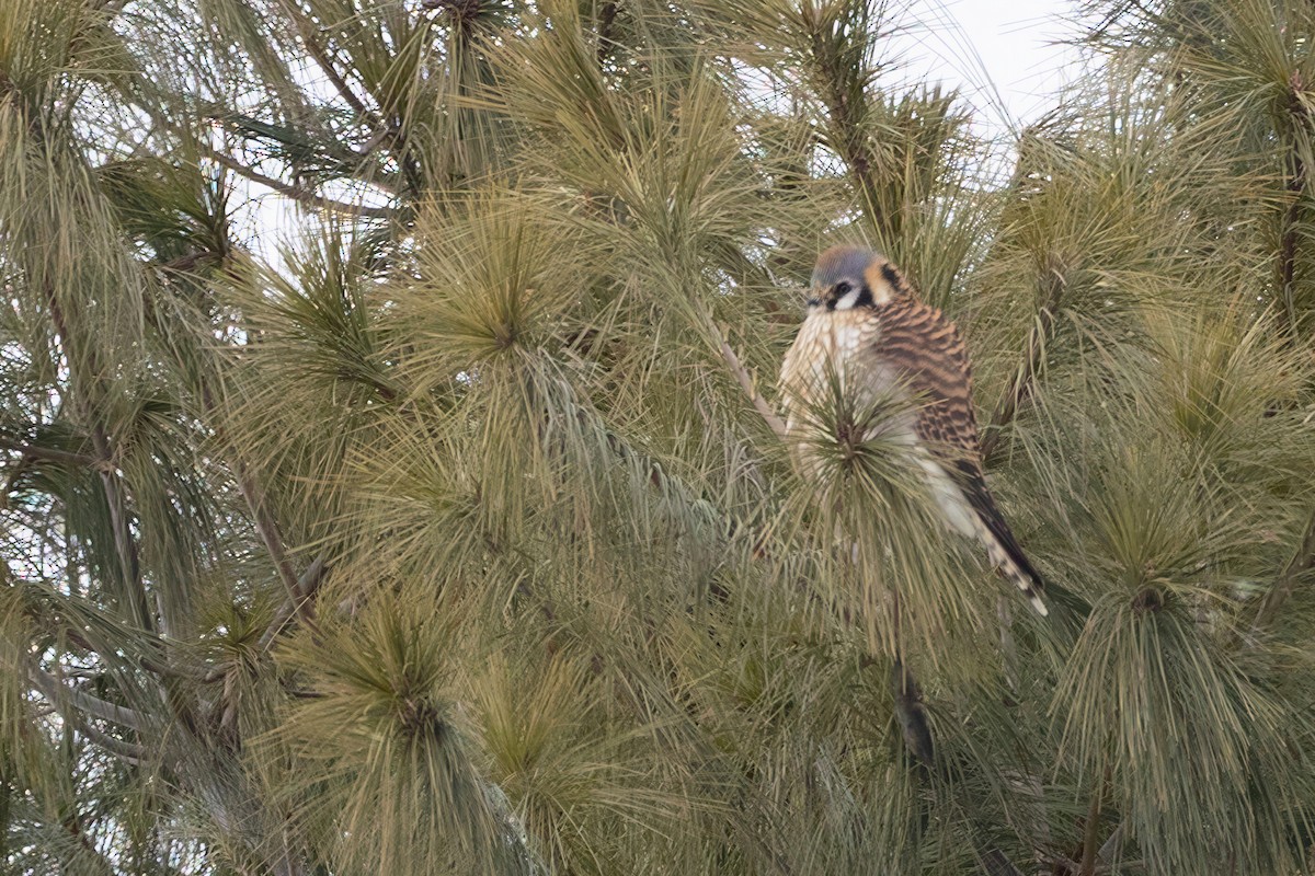 American Kestrel - ML650368354