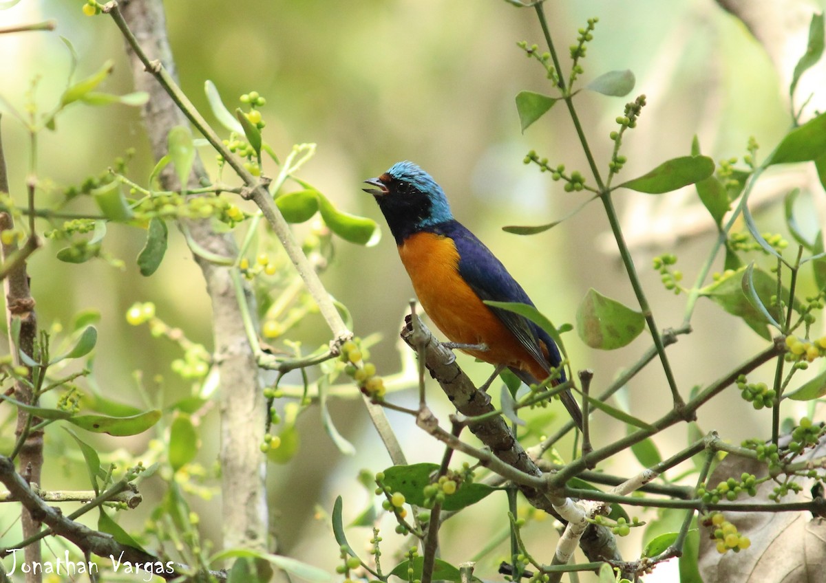 Elegant Euphonia - ML65036841