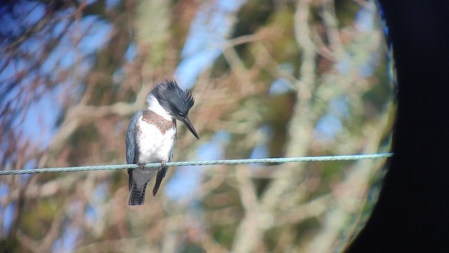 שלדג אמריקני - ML650368680