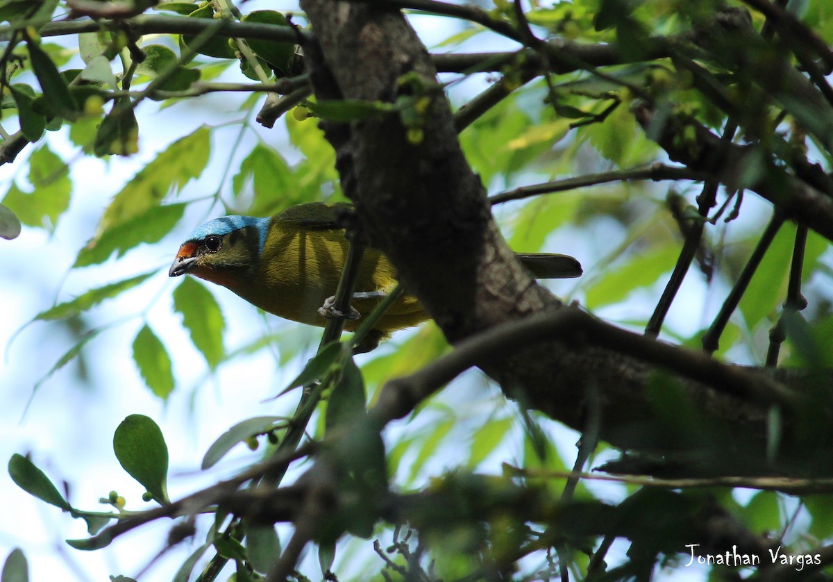 Elegant Euphonia - ML65036871