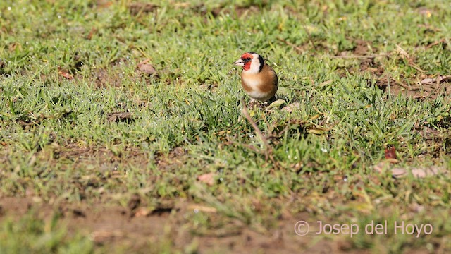 European Goldfinch - ML650369430