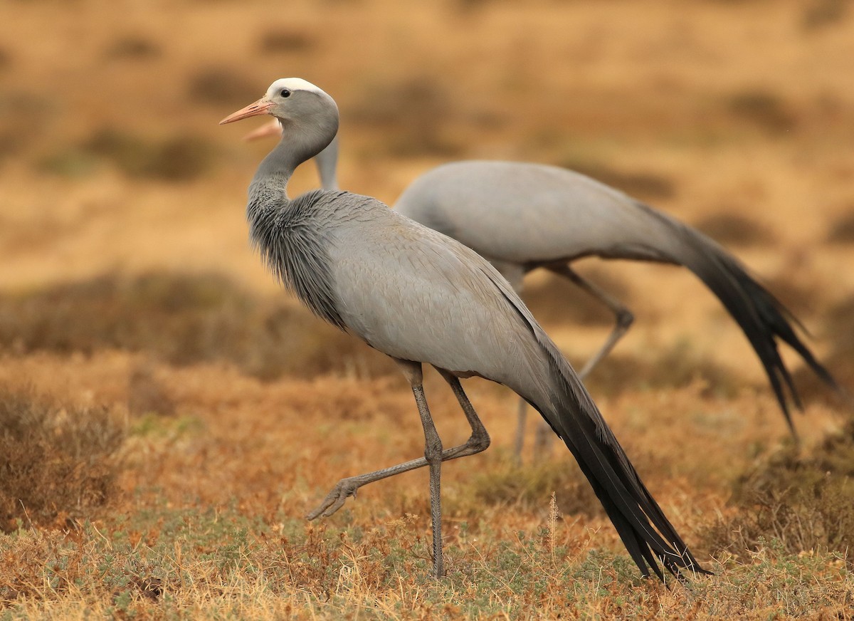 Blue Crane - ML650369670