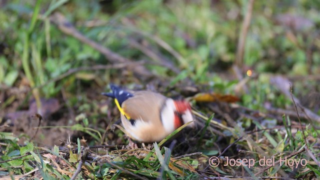 European Goldfinch - ML650369671