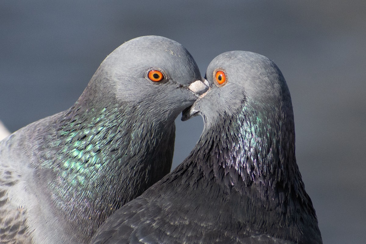 holub skalní (domácí) - ML650369821