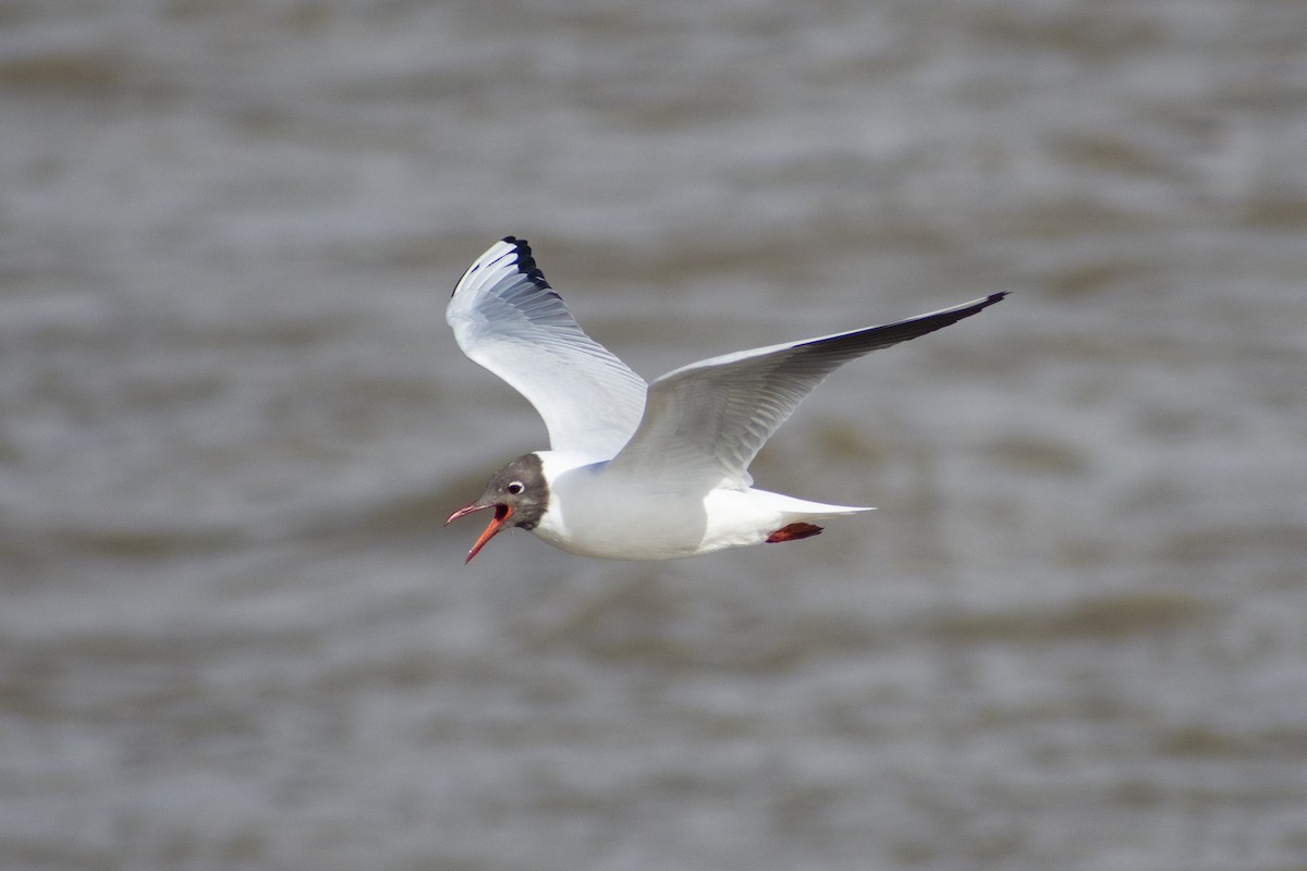 racek chechtavý - ML650369836