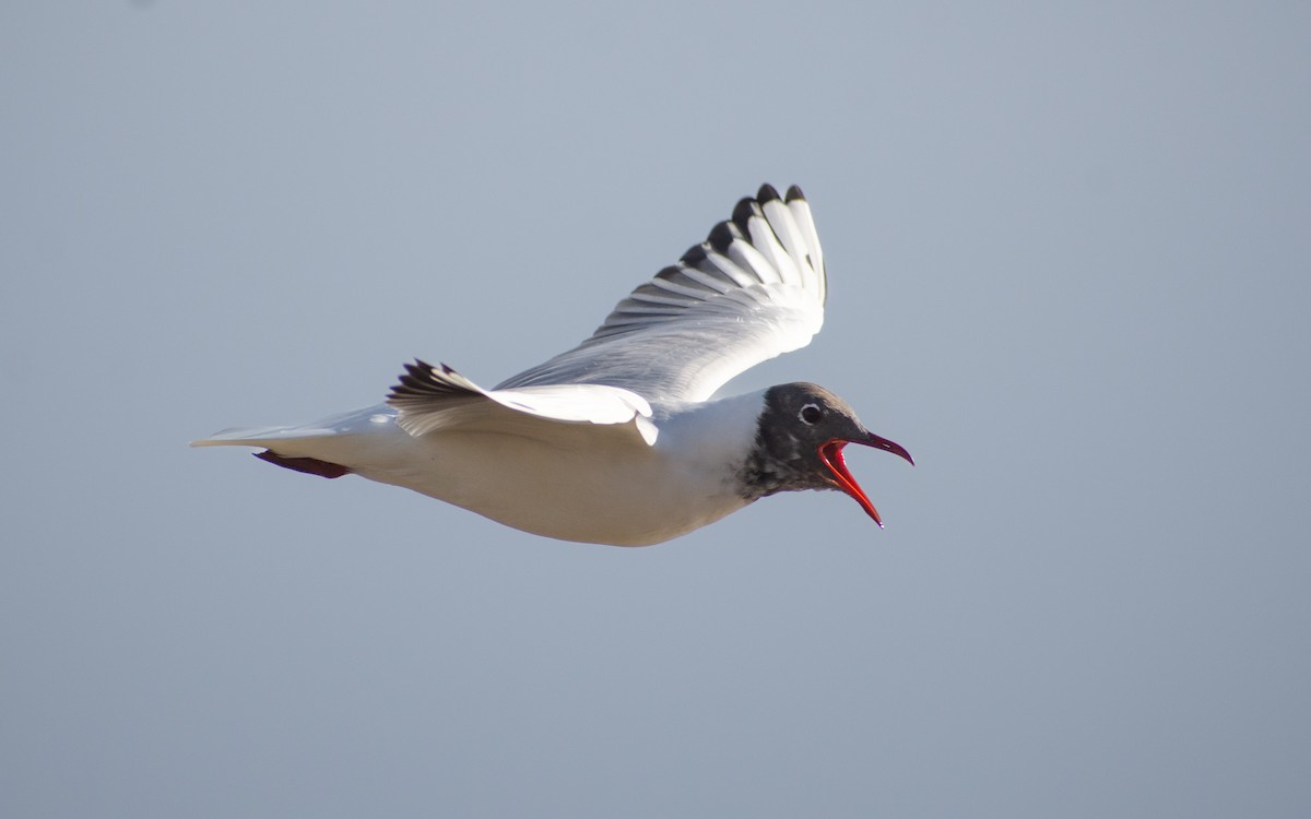 racek chechtavý - ML650369837