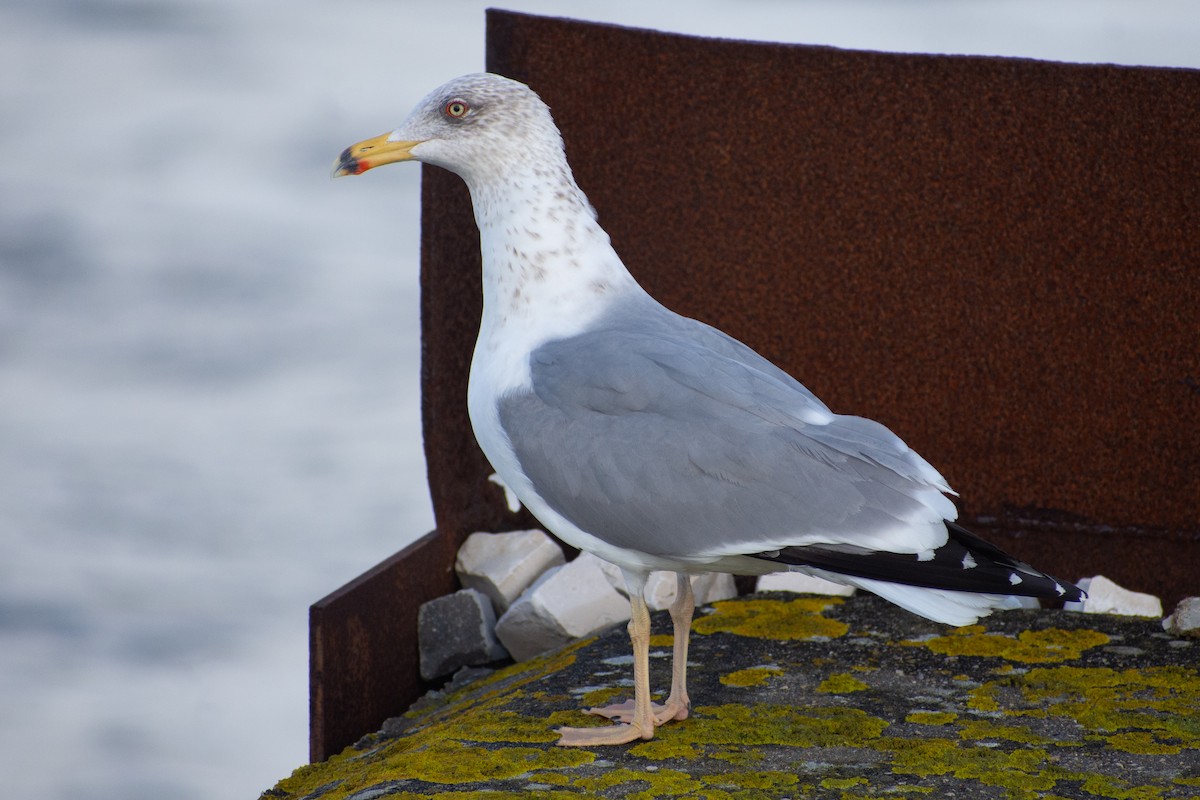 racek středomořský - ML650369853